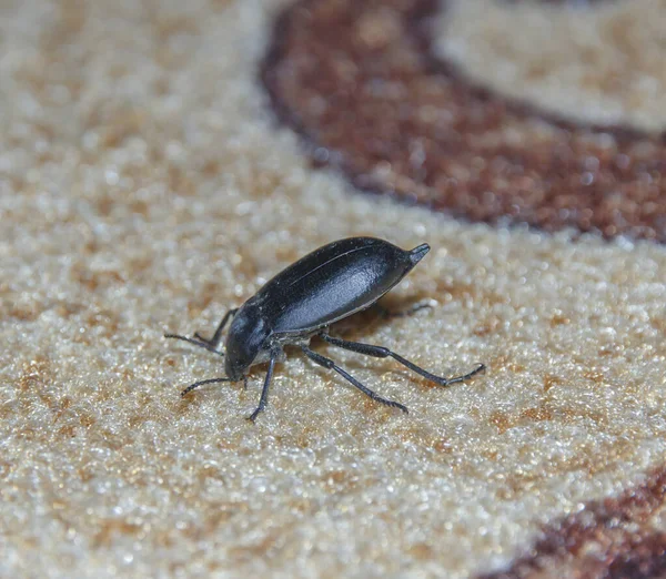 Kapalı kapılar ardında siyah bir böcek.