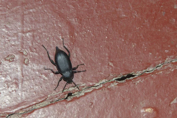 Black Beetle Dusty Wood Floor Next Crevice — Stock Photo, Image