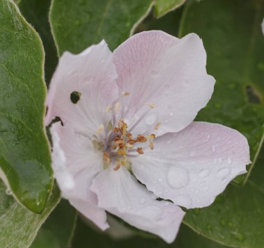 Güzel elma ağacı yağmurdan sonra su damlalarıyla, makro
