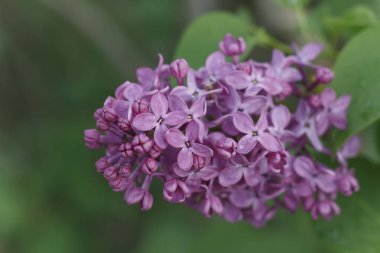 Mor-kırmızı leylak, küçük su damlalarıyla yakın plan.