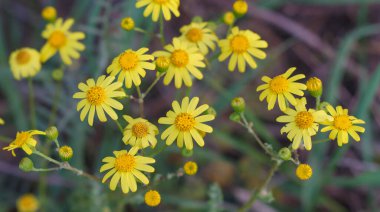  Sarı papatyalar, bulanık arka planda yakın plan.