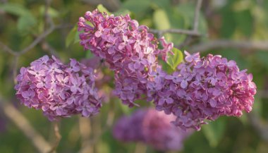 Üç mor kırmızı leylak, yakın plan, bulanık arkaplan.