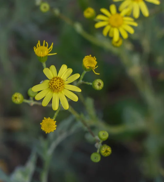 Lente Geel Madeliefje Close Een Wazig Achtergrond — Stockfoto