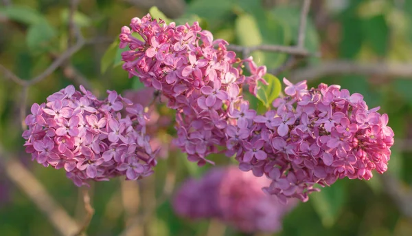 Üç mor kırmızı leylak, yakın plan, bulanık arkaplan.