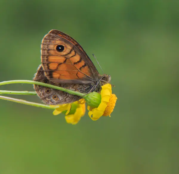 Papillon Brun Gros Plan Sur Une Marguerite Jaune — Photo