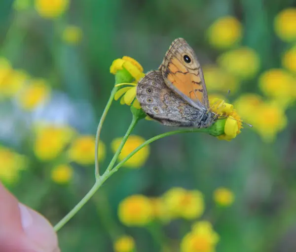 黄菊花上的褐色蝴蝶特写 — 图库照片