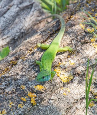 Günlük üst görünümünde bir kertenkele  