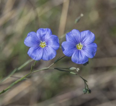  Bulanık arkaplanda iki güzel bahar mavisi çiçek 