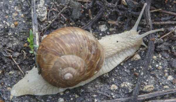 Grape Snail Crawling Wet Ground — Stock Photo, Image