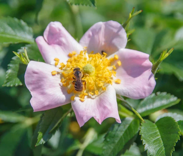 Yeşil arka planda, bahar çiçeğinin üzerindeki arı.  
