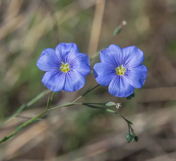  Bulanık arkaplanda iki güzel bahar mavisi çiçek 