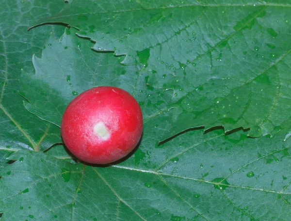 Red Radish Grape Leaf — Stock Photo, Image