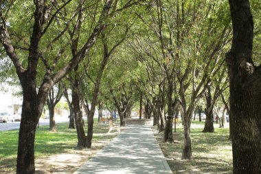 Şehir parkında ağaç yolu