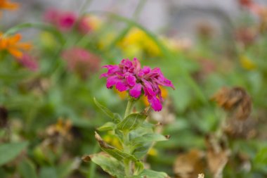 Şehir parkları boyunca ekilmiş tipik Meksika çiçekleri