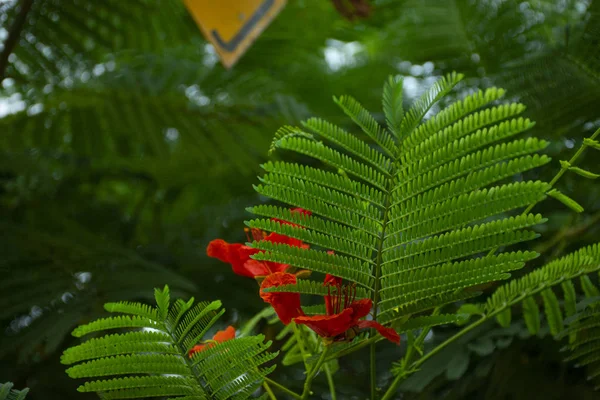 Fleurs rouges sur le bord de la route dans la ville — Photo