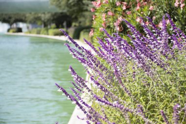 Sakin ve mavi suların yanında leylak çiçekleri