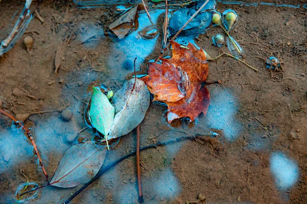 Folhas Árvores Coloridas Água — Fotografia de Stock