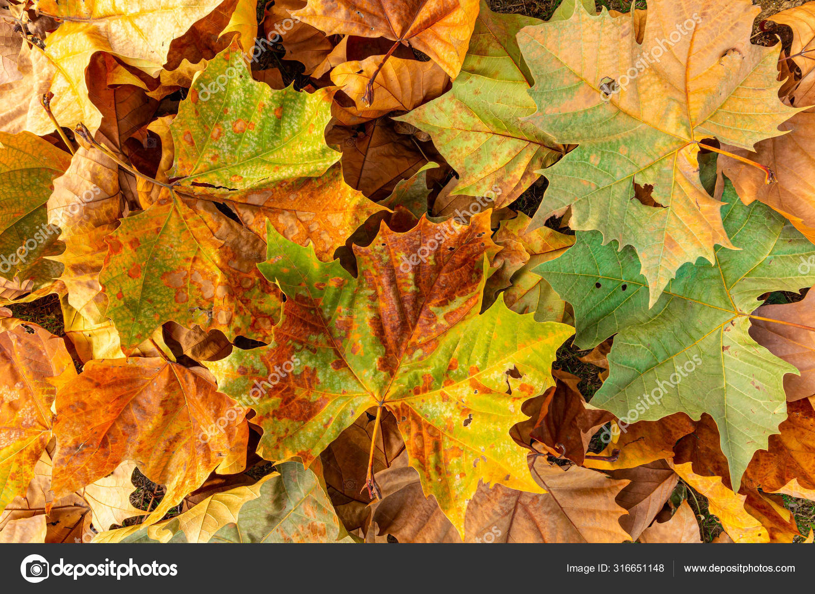 Autumn Maple Leaves Background — Free Stock Photo © spaceneospace #316651148