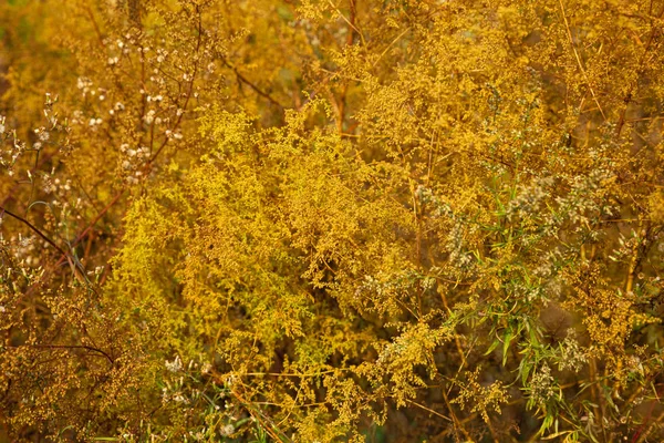 autumn leaves background in china