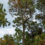 Piękny jesienny las. Naturalna koncepcja