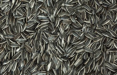 Bir sürü ayçekirdeği. Doku veya arkaplan için.