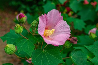 Bahçede güzel bir gül. Yakın çekim.