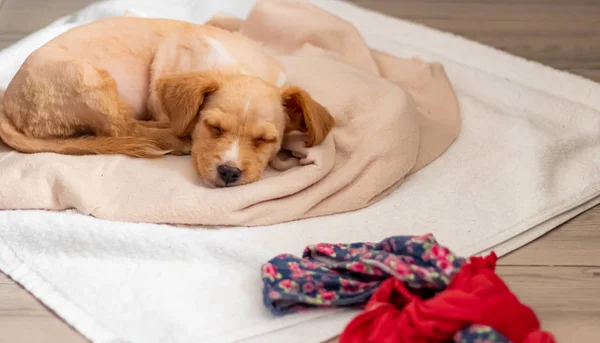 Маленькая Желтая Собака Квартире — стоковое фото