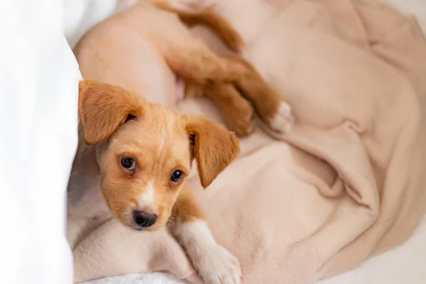Маленькая Желтая Собака Квартире — стоковое фото