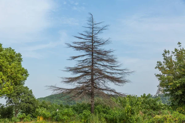 Toamna Toamna Căderea Frunzelor Căderea Frunzei Treilea Sezon Anului Când — Fotografie, imagine de stoc