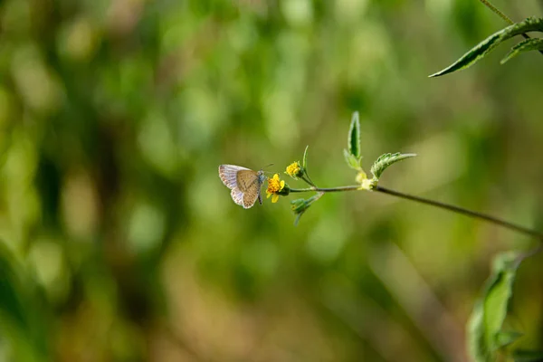 Close Uma Libélula — Fotos gratuitas