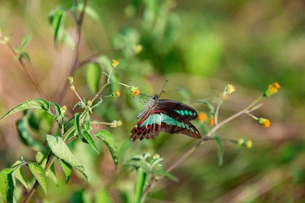 Primo Piano Una Farfalla — Foto Stock