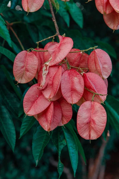 Fiori Rossi Giardino — Foto Stock