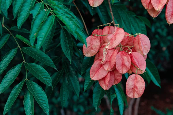 Rote Blumen Garten — kostenloses Stockfoto