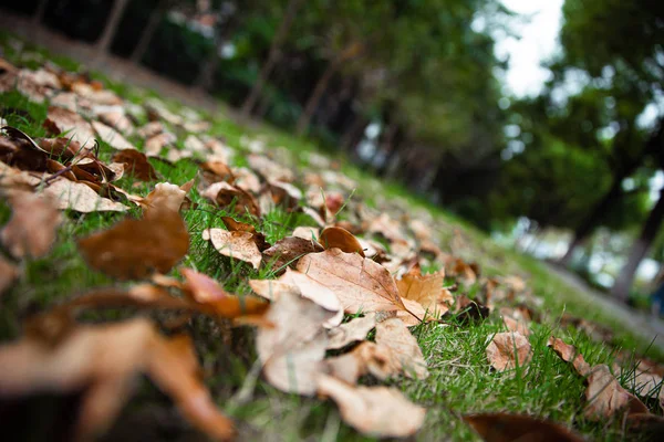 Folhas Outono Grama Verde — Fotografia de Stock