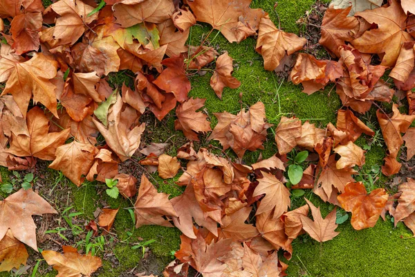 Folhas Outono Grama Verde — Fotografia de Stock