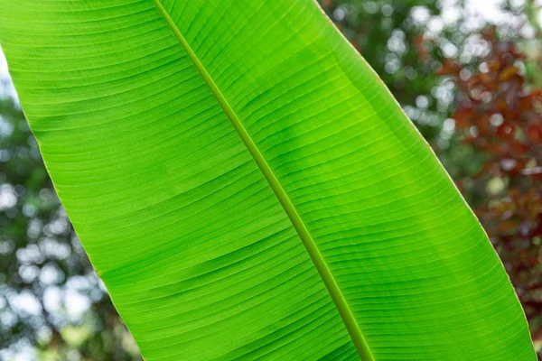 Green Leaf Palm Tree — Stock Photo, Image