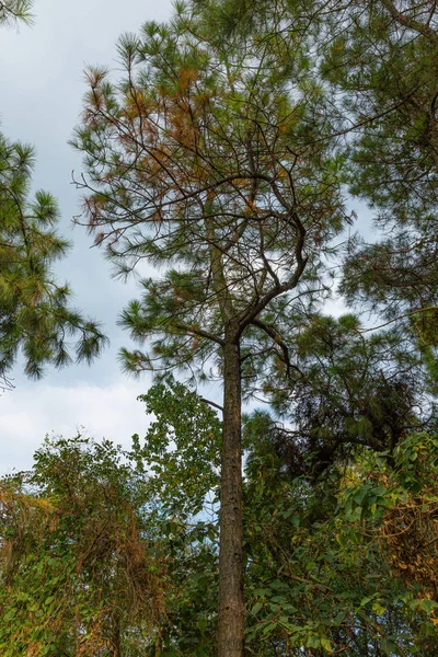 Frumoasă Pădure Toamnă Conceptul Natural — Fotografie de stoc gratuită