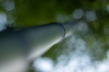 Bambook ağacı yakın çekim