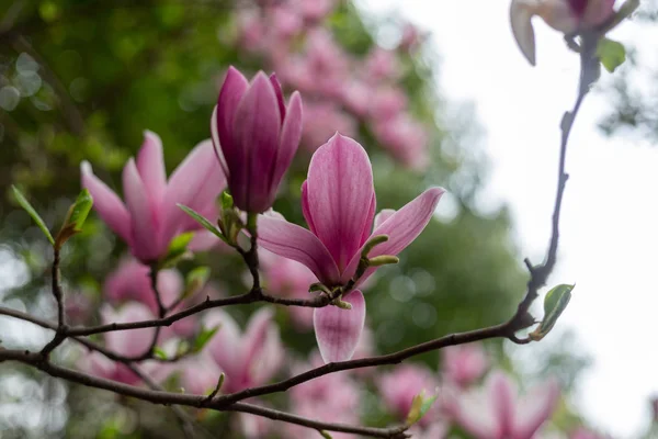 Różowe Kwiaty Magnolii Ogrodzie — Darmowe zdjęcie stockowe