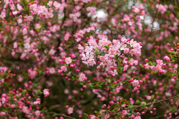 Macro Foto Con Fondo Decorativo Textura Las Ramas Florecientes Los — Foto de stock gratis