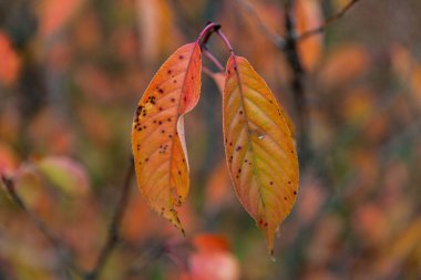 sonbahar yaprakları bir kadeh kapatmak 