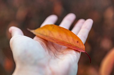 Yaprağın yakın çekim görüntüsü