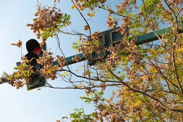 Sonbahar Ağacı Trafik Işığı — Stok fotoğraf