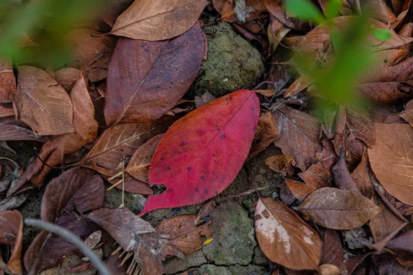 Primo Piano Colpo Foglie Autunno — Foto Stock