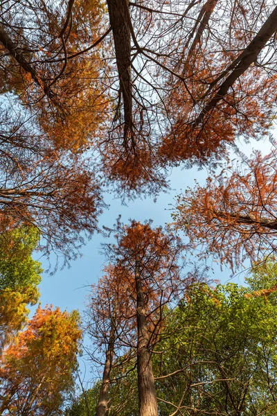 Vedere Unghi Scăzut Copacilor Fundal Cerul Albastru Sezonul Toamnă — Fotografie, imagine de stoc