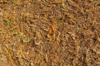 Arkaplanda ateş ağacı süsleri 