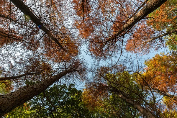 Vedere Unghi Scăzut Copacilor Fundal Cerul Albastru Sezonul Toamnă — Fotografie, imagine de stoc