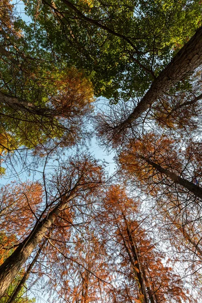 Vedere Unghi Scăzut Copacilor Fundal Cerul Albastru Sezonul Toamnă — Fotografie de stoc gratuită