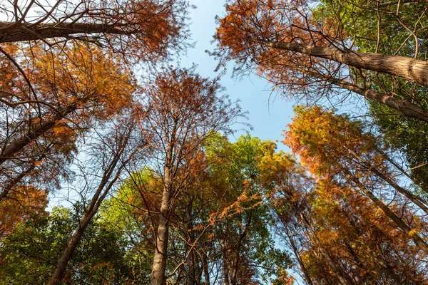 Vedere Unghi Scăzut Copacilor Fundal Cerul Albastru Sezonul Toamnă — Fotografie de stoc gratuită