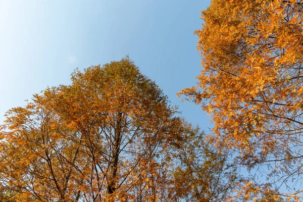 Vedere Unghi Scăzut Copacilor Fundal Cerul Albastru Sezonul Toamnă — Fotografie, imagine de stoc